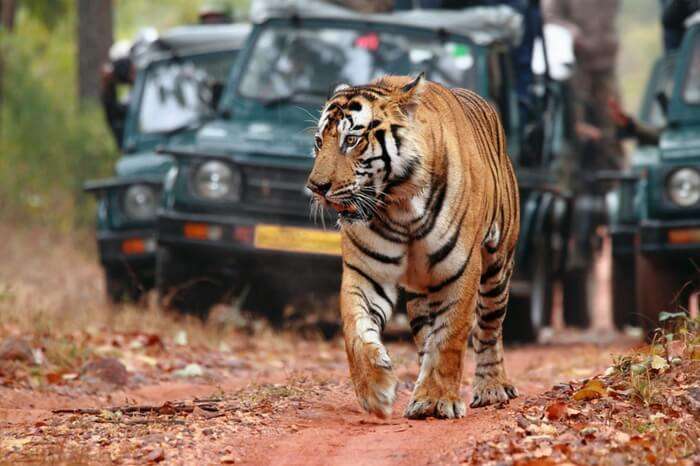 Ranthambore National Park: India's Largest Tiger Reserve