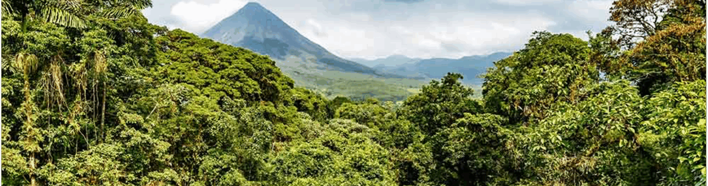 Essence du Costa Rica  |  Circuit Groupe Costa Rica